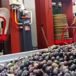 Brisighella Olive Oil Museum - Brisighella