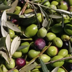 Brisighella Olive Oil Museum - Brisighella