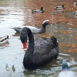 Via degli Asini - Brisighella
