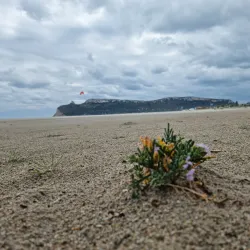 Poetto Beach - Cagliari