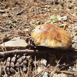 Sila National Park - Calabria