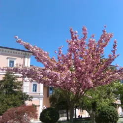 Piazza Vittorio Emanuele II - Campobasso