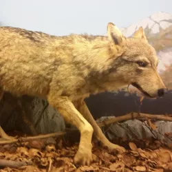 Museo Civico di Carmagnola - Carmagnola