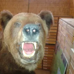 Museo Civico di Carmagnola - Carmagnola