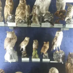 Museo Civico di Carmagnola - Carmagnola