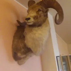 Museo Civico di Carmagnola - Carmagnola