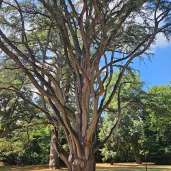 English Garden (Giardino Inglese) - Caserta