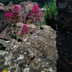 Chiesa di San Giovanni Battista - Castrocaro (Terra del Sole)