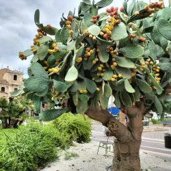 Castello Ursino - Catania