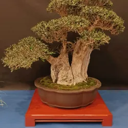 Parco della Biodiversità Mediterranea - Catanzaro