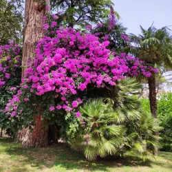 Villa Comunale - Cava de’ Tirreni