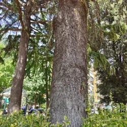 Villa Comunale - Cava de’ Tirreni