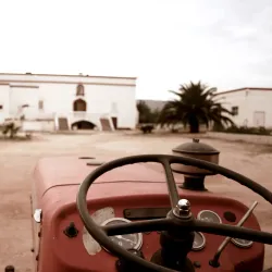 Olive Oil Museum - Ceglie Messapica