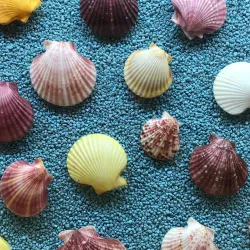 Museo Archeologico - Citta di Castello