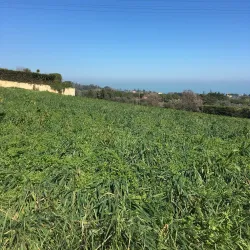 Villa Conti - Civitanova Marche