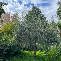 Villa Comunale di Corleone - Corleone