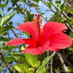 Villa Comunale di Corleone - Corleone