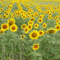 Val di Chiana Viewpoints - Cortona