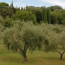 Val di Chiana Viewpoints - Cortona