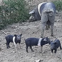 Val di Chiana Viewpoints - Cortona