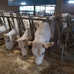 Val di Chiana Viewpoints - Cortona