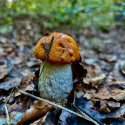 Sila National Park (Parco Nazionale della Sila) - Cosenza