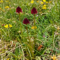 Ossola Valley - Domodossola