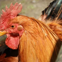 Parco Bucci - Faenza