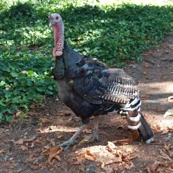 Parco Bucci - Faenza