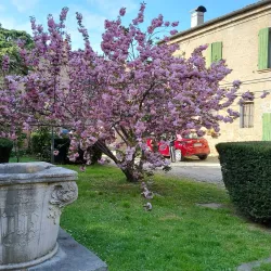 Monastero di Sant'Antonio in Polesine - Ferrara