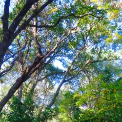 Villa of Mamurra - Formia