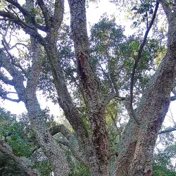 Villa of Mamurra - Formia