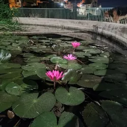 Villa Comunale di Gela - Gela