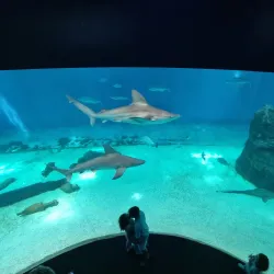 Aquarium of Genoa - Genoa
