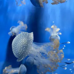 Aquarium of Genoa - Genoa