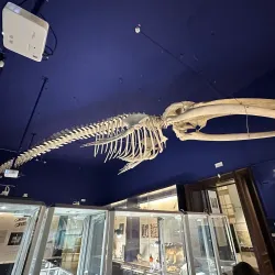 Slovenian National Museum - Gorizia Branch - Gorizia