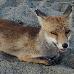 Parco Naturale della Maremma - Grosseto