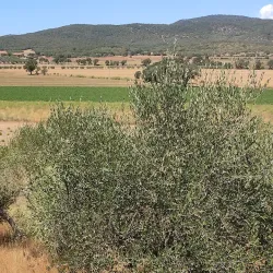 Villa Settefinestre - Ladispoli (Roma)