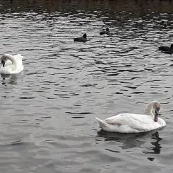 Lago di Fogliano - Latina