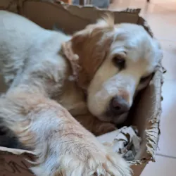 Local Artisan Workshops - Leggiuno