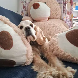 Local Artisan Workshops - Leggiuno