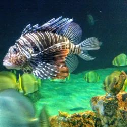 Acquario di Livorno - Leghorn