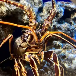 Acquario di Livorno - Livorno