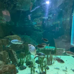 Acquario di Livorno - Livorno
