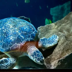 Acquario di Livorno - Livorno
