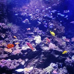 Acquario di Livorno - Livorno