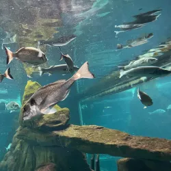 Acquario di Livorno - Livorno