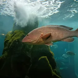 Acquario di Livorno - Livorno