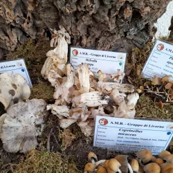 Via Grande - Livorno