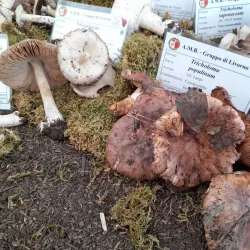 Via Grande - Livorno